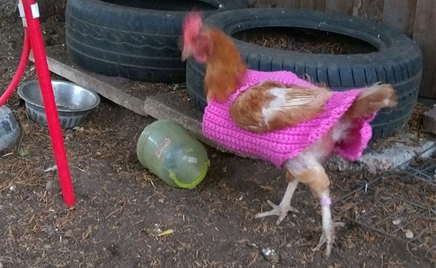 chicken with cardigan